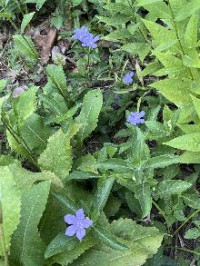 Garden Clean-up