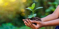 Sustainable Landscaping Practices as Environmental Stewardship 