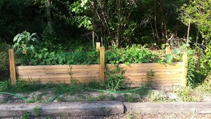 raised bed